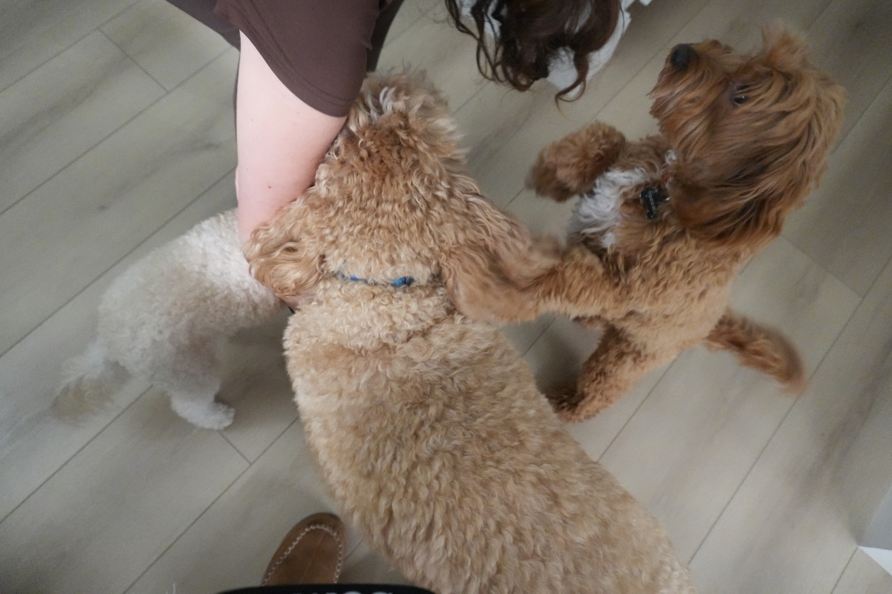 A happy moment caring for pets, children, and homes