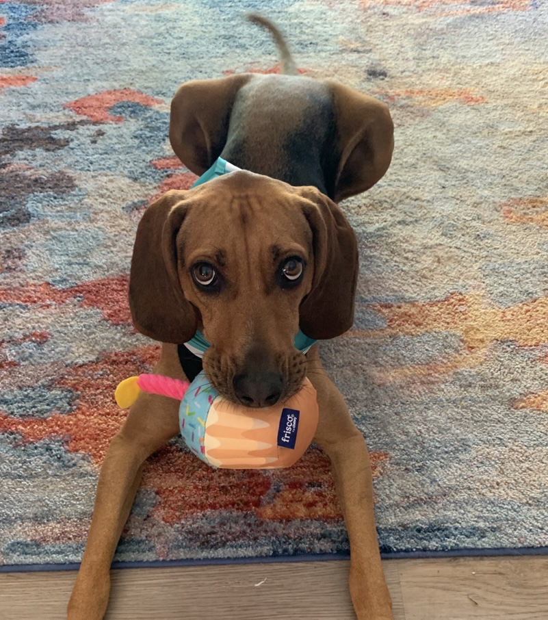 A happy moment caring for pets, children, and homes