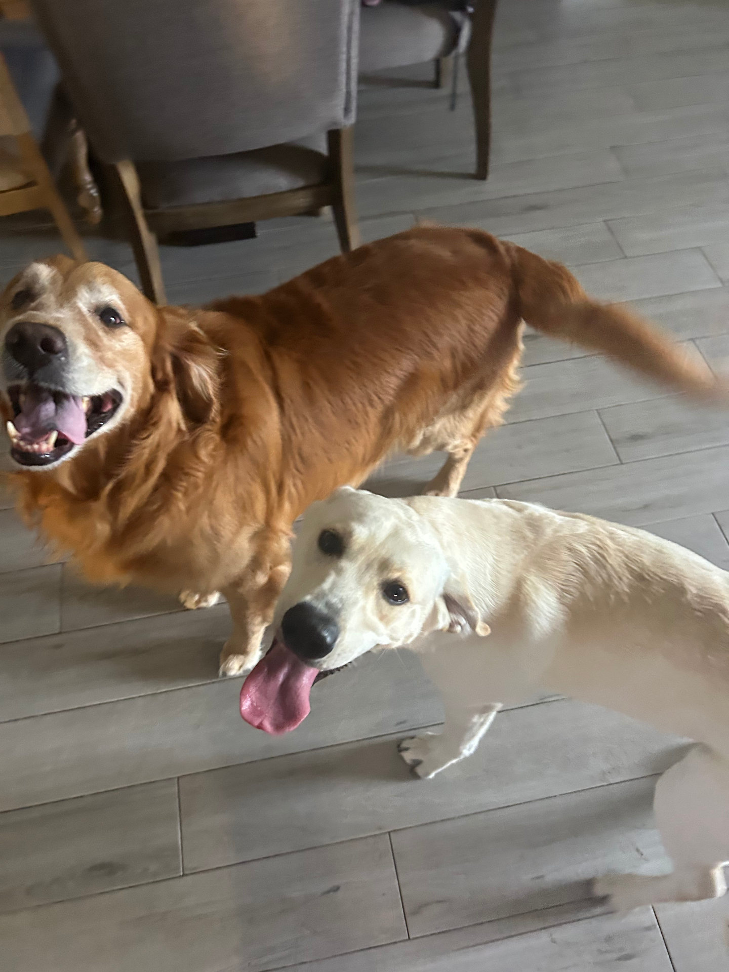 A happy moment caring for pets, children, and homes
