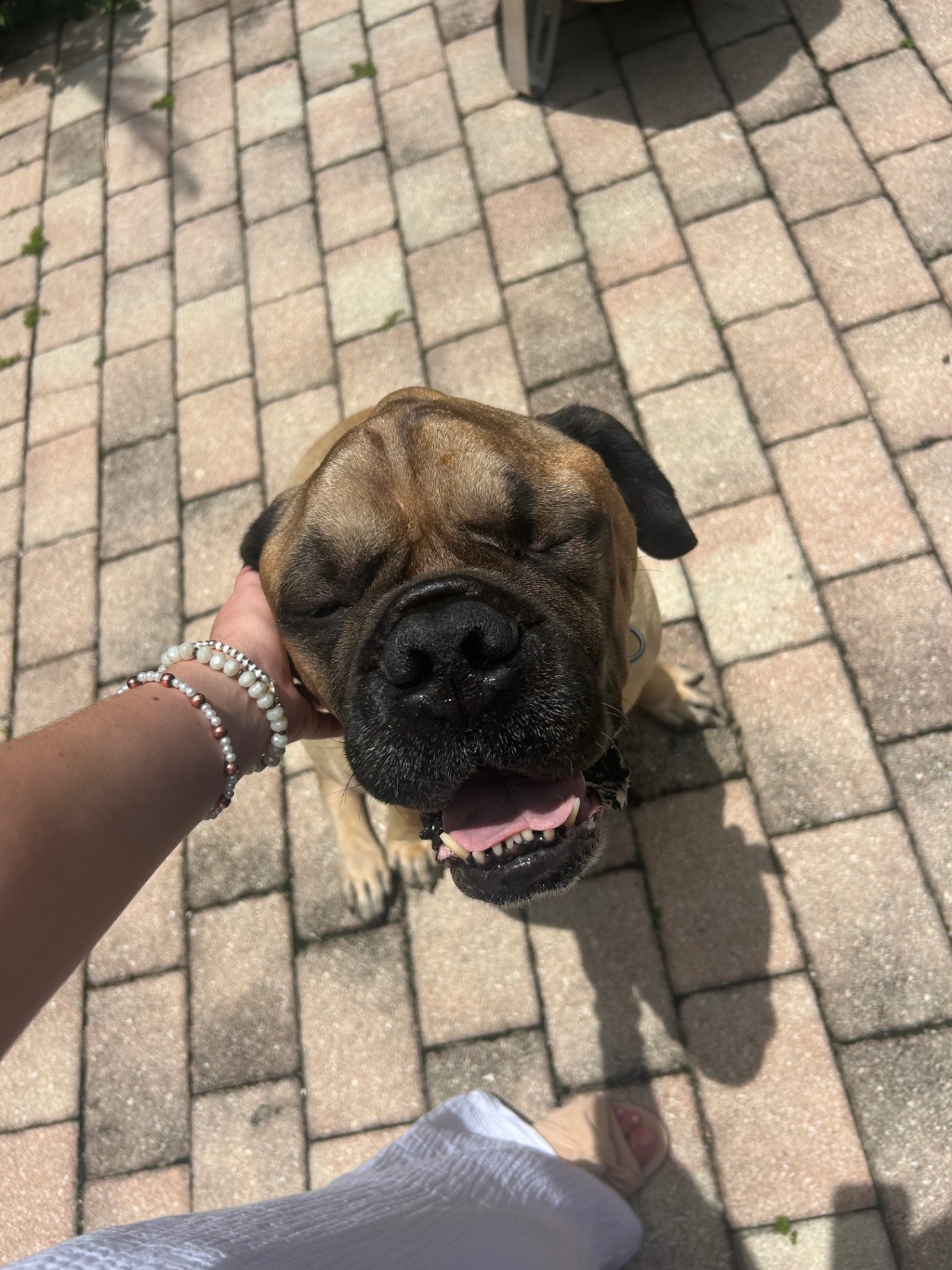 A happy moment caring for pets, children, and homes