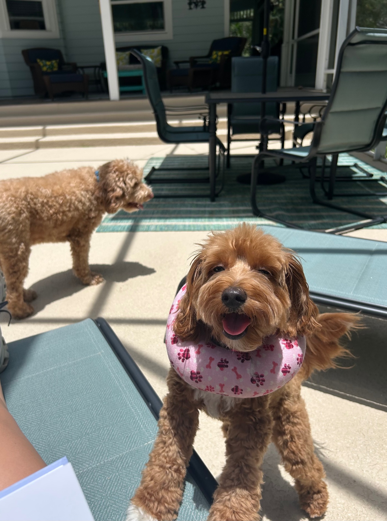 A happy moment caring for pets, children, and homes